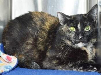 Domestic Short Hair Cats Available for Adoption in Sacramento, California - LEXI (BARN CAT) | PetCurious
