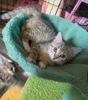 Phoenix -  Domestic Short Hair Cat for Adoption in North Babylon, New York - Phoenix | PetCurious