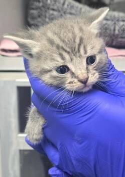 TC grey tab fe -  Domestic Short Hair Cat for Adoption in Greencastle, Indiana - TC Grey Tab Fe | PetCurious