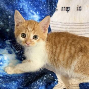 Tallulah -  Domestic Short Hair Cat for Adoption in Huntsville, Alabama - Tallulah | PetCurious