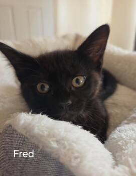 Domestic Short Hair Cats Available for Adoption in Oviedo, Florida - Fred | PetCurious