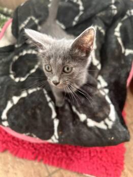 Elixir -  Domestic Short Hair Cat for Adoption in Virginia Beach, Virginia - Elixir | PetCurious