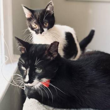 Piano -  Domestic Short Hair Cat for Adoption in Evanston, Illinois - Piano | PetCurious