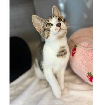 Papa Bear -  Domestic Short Hair Cat for Adoption in Ridgely, Maryland - Papa Bear | PetCurious