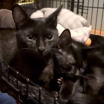 Indigo -  Domestic Short Hair Cat for Adoption in Miami, Florida - Indigo | PetCurious