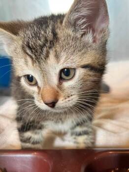 Cornbread -  Domestic Short Hair Cat for Adoption in Peru, New York - Cornbread | PetCurious