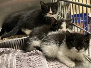 VIOLET -  Domestic Short Hair Cat for Adoption in Tustin, California - VIOLET | PetCurious