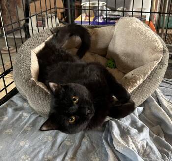 Rescue Domestic Short Hair Cats for Adoption in Greenwich Township, New Jersey - Casey | PetCurious