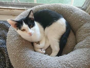 Rescue Domestic Short Hair Cats for Adoption in Edmond, Oklahoma - Scrooge McDuck (Scroogers) | PetCurious