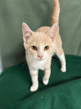 Rescue Domestic Short Hair Cats for Adoption in Wabash, Indiana - Cookie | PetCurious