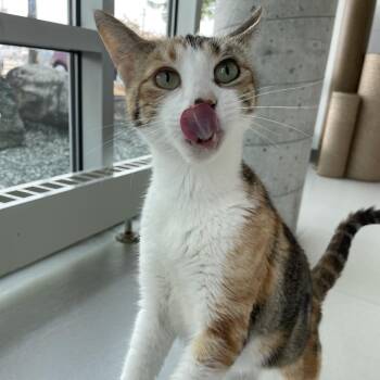 Apple -  Domestic Short Hair Cat for Adoption in Warwick, Rhode Island - Apple | PetCurious