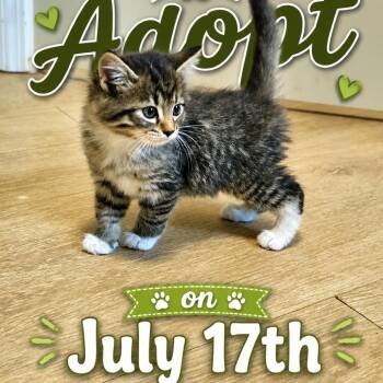 Domestic Medium Hair Cats Available for Adoption in Delta, Alabama - Mo | PetCurious