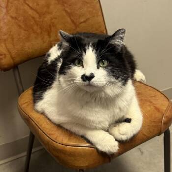 Domestic Long Hair Cats Available for Adoption - Charlie | PetCurious