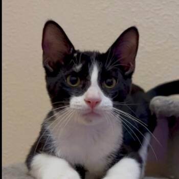 Mickey -  Domestic Short Hair Cat for Adoption in Las Vegas, Nevada - Mickey | PetCurious