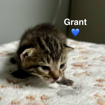 Domestic Short Hair Cats Available for Adoption in Peachtree City, Georgia - Grant | PetCurious