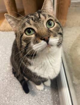 Rescue Domestic Short Hair Cats for Adoption in Indiana, Pennsylvania - Gasket | PetCurious