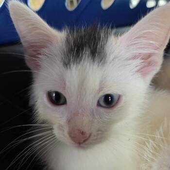 Domestic Short Hair Cats Available for Adoption in Leander, Texas - Chandy | PetCurious