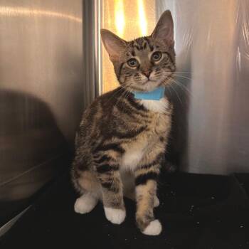 Keurig -  Domestic Short Hair Cat for Adoption in Belleville, Illinois - Keurig | PetCurious