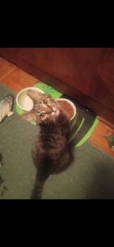 Rescue Domestic Short Hair Cats for Adoption in Crofton, Maryland - Goldie Tex | PetCurious