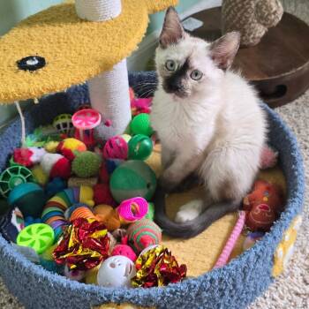 Gigi -  Siamese Cat for Adoption in Warrensburg, Missouri - Gigi | PetCurious