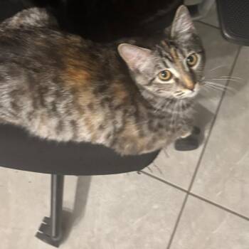 Elle -  Domestic Short Hair Cat for Adoption in Reno, Nevada - Elle | PetCurious