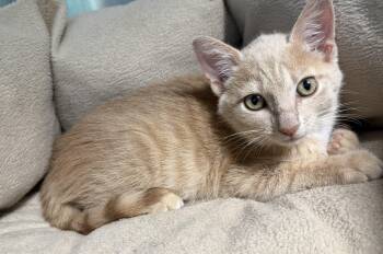 Yankee -  American Shorthair Cat for Adoption in Boonville, Missouri - Yankee | PetCurious
