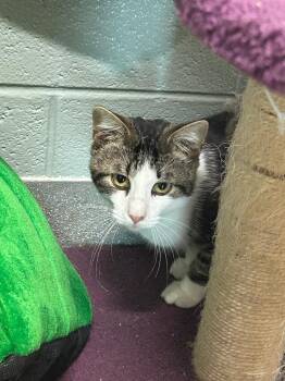 Gris Gris Bones -  Domestic Short Hair Cat for Adoption in Chattanooga, Tennessee - Gris Gris Bones | PetCurious