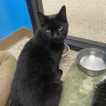 Steven -  Domestic Short Hair Cat for Adoption in Cheyenne, Wyoming - Steven | PetCurious