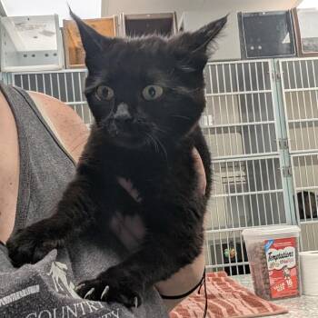 Domestic Medium Hair Cats Available for Adoption in Buchanan Dam, Texas - Lumi | PetCurious