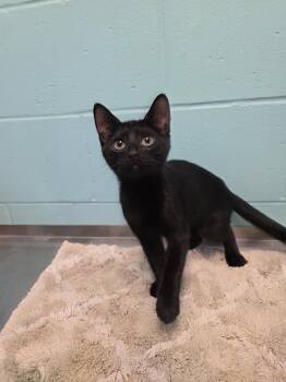 Sarah -  Domestic Short Hair Cat for Adoption in Umatilla, Florida - Sarah | PetCurious