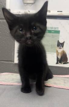 Pinot Noir -  Domestic Short Hair Cat for Adoption in Fort Worth, Texas - Pinot Noir | PetCurious