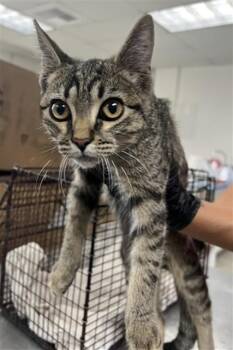 DIGORY -  Domestic Short Hair Cat for Adoption in San Bernardino, California - DIGORY | PetCurious