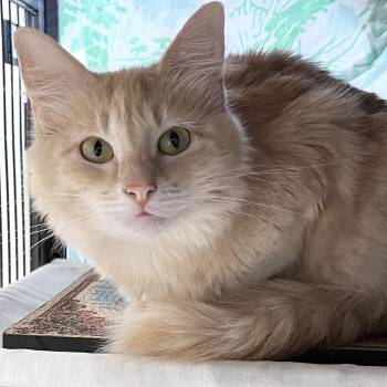 Evangeline -  Domestic Short Hair Cat for Adoption in St. Louis, Missouri - Evangeline | PetCurious