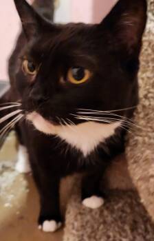 Rescue Tuxedo Cats for Adoption in Duluth, Georgia - Pepper | PetCurious