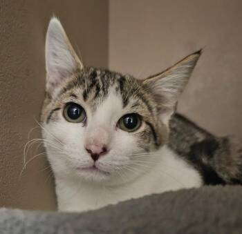 Rescue Domestic Short Hair Cats for Adoption in Clyde, North Carolina - MUSA | PetCurious