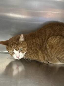 JUDAH -  Domestic Short Hair Cat for Adoption in Las Vegas, Nevada - JUDAH | PetCurious