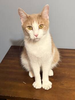 Domestic Short Hair Cats Available for Adoption in Lansing, Michigan - Roger (26-087 C) | PetCurious