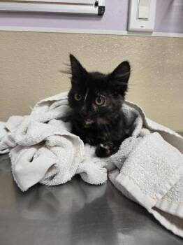Quartz -  Domestic Medium Hair Cat for Adoption in Vancouver, Washington - Quartz | PetCurious
