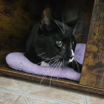 Rescue Domestic Short Hair Cats for Adoption in Chilliwack, British Columbia - Shadow | PetCurious