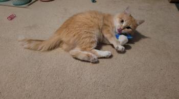 Domestic Long Hair Cats Available for Adoption - Houdini | PetCurious