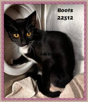 BOOTS -  Domestic Short Hair and Tuxedo Cat for Adoption in Marietta, Georgia - BOOTS | PetCurious