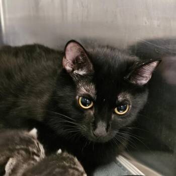 Domestic Short Hair Cats Available for Adoption in Des Moines, Iowa - Kivanah | PetCurious