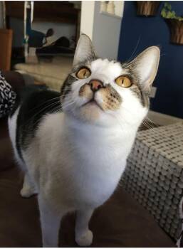 Molly -  Domestic Short Hair Cat for Adoption in Milltown, New Jersey - Molly | PetCurious