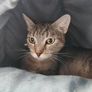 Penne -  Domestic Short Hair Cat for Adoption in Lakewood, Colorado - Penne | PetCurious