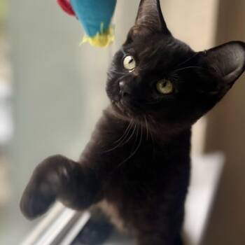 Alegre -  Domestic Short Hair Cat for Adoption in Krum, Texas - Alegre | PetCurious