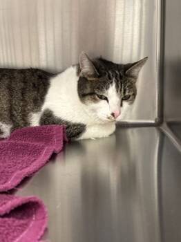 Rescue Domestic Short Hair Cats for Adoption in Batavia, Ohio - Pyra | PetCurious