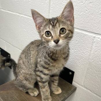 Antenna -  Domestic Short Hair Cat for Adoption in Carencro, Louisiana - Antenna | PetCurious