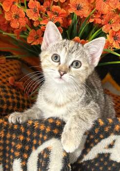 Domestic Short Hair Cats Available for Adoption in Stillwater, Oklahoma - 2/26/26 Jane | PetCurious