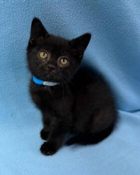 Dracula -  Domestic Short Hair Cat for Adoption in Lagrange, Indiana - Dracula | PetCurious