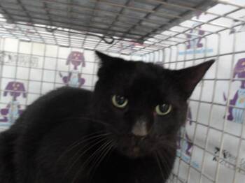 Rescue Domestic Short Hair Cats for Adoption in Orlando, Florida - JEWELS | PetCurious